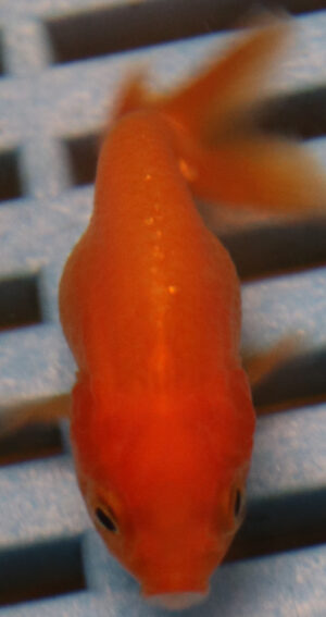 5-6cm High Quality Oranda (BL382)