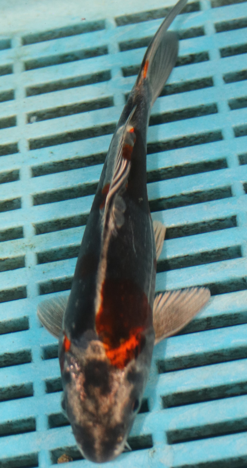6-7'' Hand Selected Koi Carp (TU19)