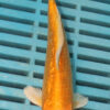 6-7'' Hand Selected Koi Carp (LR494)