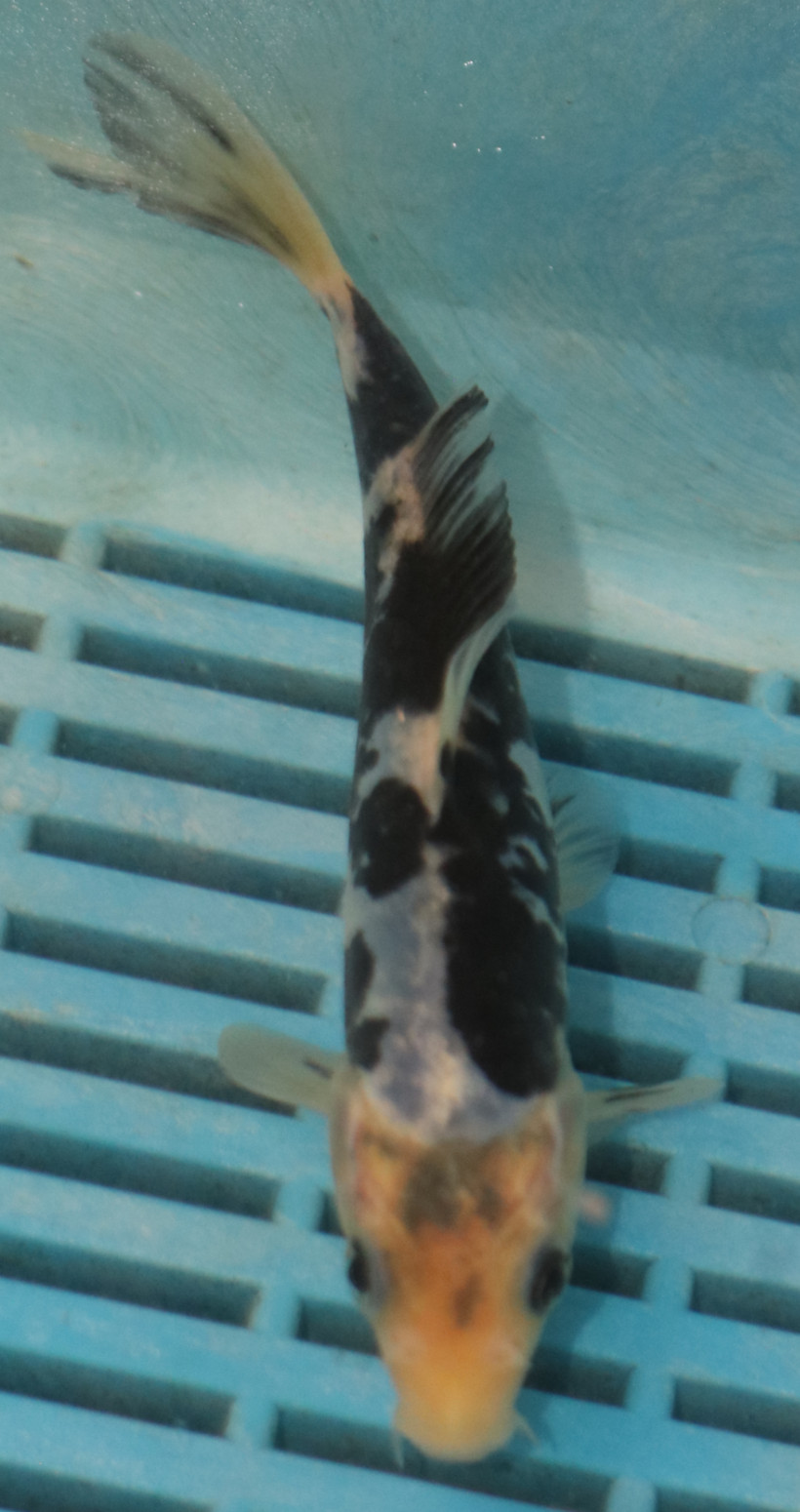 5-6'' Hand Selected Koi Carp (LR468)