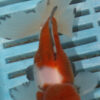 High Quality Oranda 11-13cm (BL401)