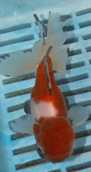 High Quality Oranda 11-13cm (BL401)