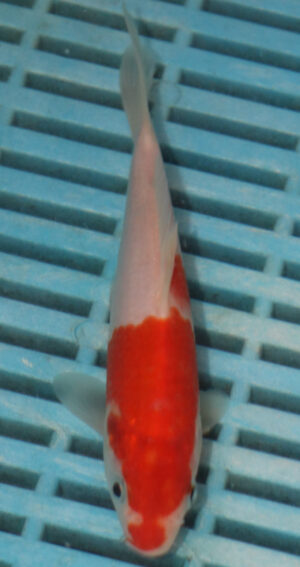 5-6'' Hand Selected Koi Carp (LR469)