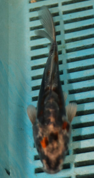 6-7'' Hand Selected Koi Carp (TU24) 