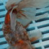 High Quality Oranda 13-15cm (BL425)  