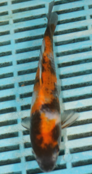 6-7'' Hand Selected Koi Carp (TU25)  