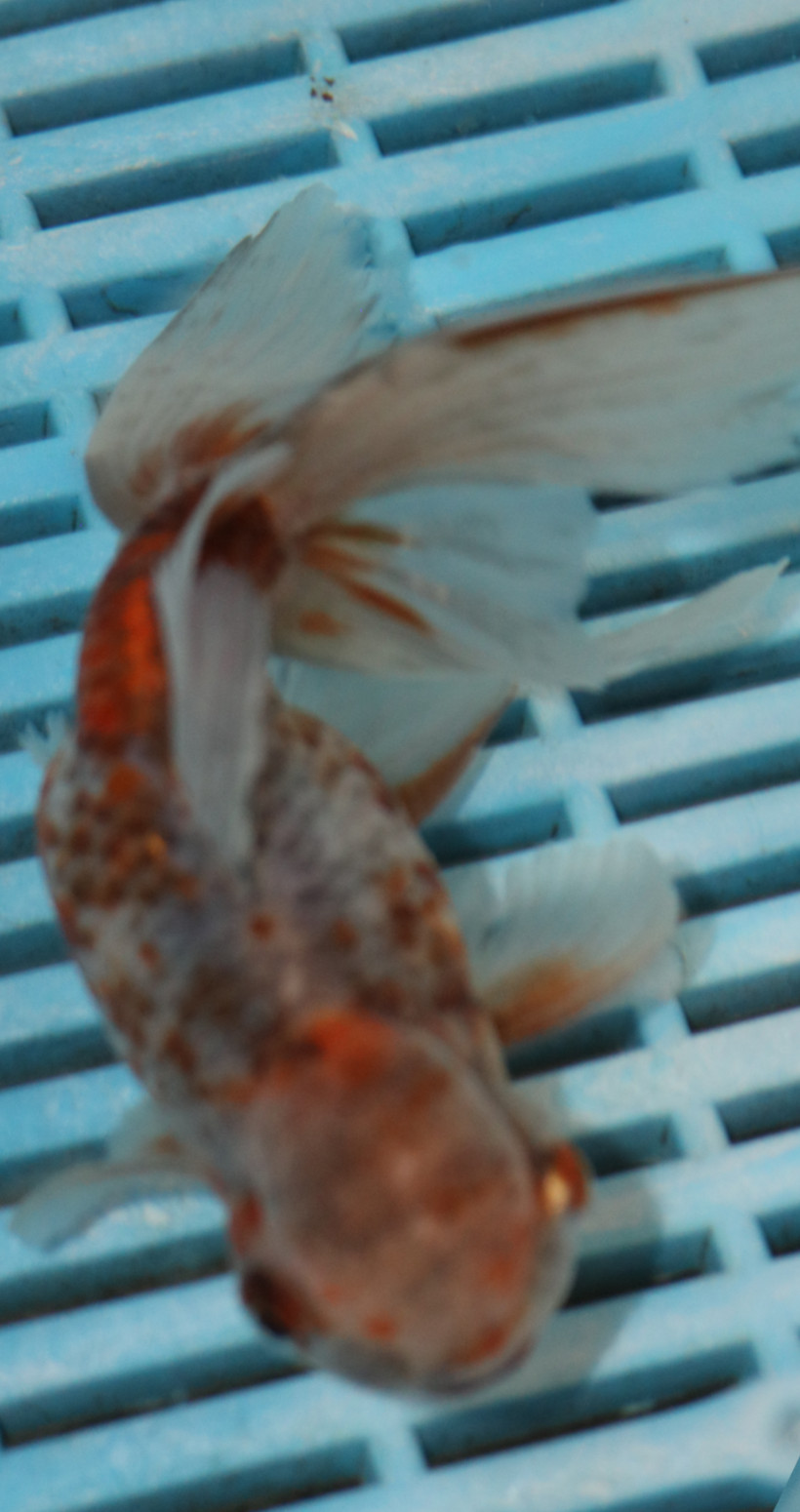 High Quality Oranda 13-15cm (BL425)