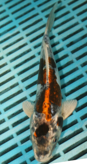 6-7'' Hand Selected Koi Carp (TU27)  