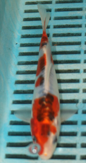 6-7'' Hand Selected Koi Carp (TU29)    