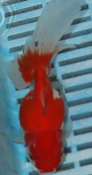 High Quality Oranda 11-13cm (BL402) 