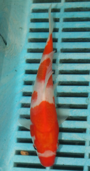 6-7'' Hand Selected Koi Carp (TU30)  