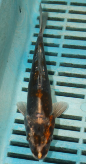 6-7'' Hand Selected Koi Carp (TU31)    