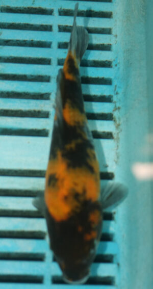 6-7'' Hand Selected Koi Carp (TU34)   