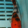 5-6'' Hand Selected Koi Carp (TU78)