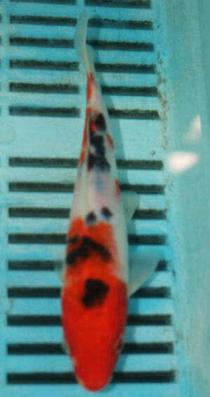 6-7'' Hand Selected Koi Carp (TU35)   