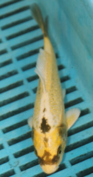 5-6'' Banana Koi Carp (TU64)