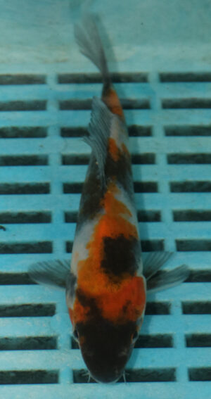 5-6'' Hand Selected Koi Carp (TU79)