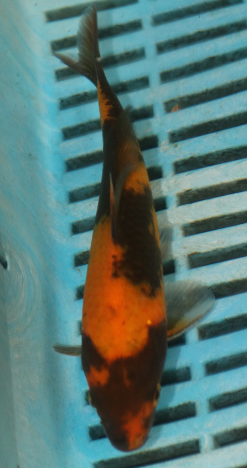 5-6'' Hand Selected Koi Carp (TU80)