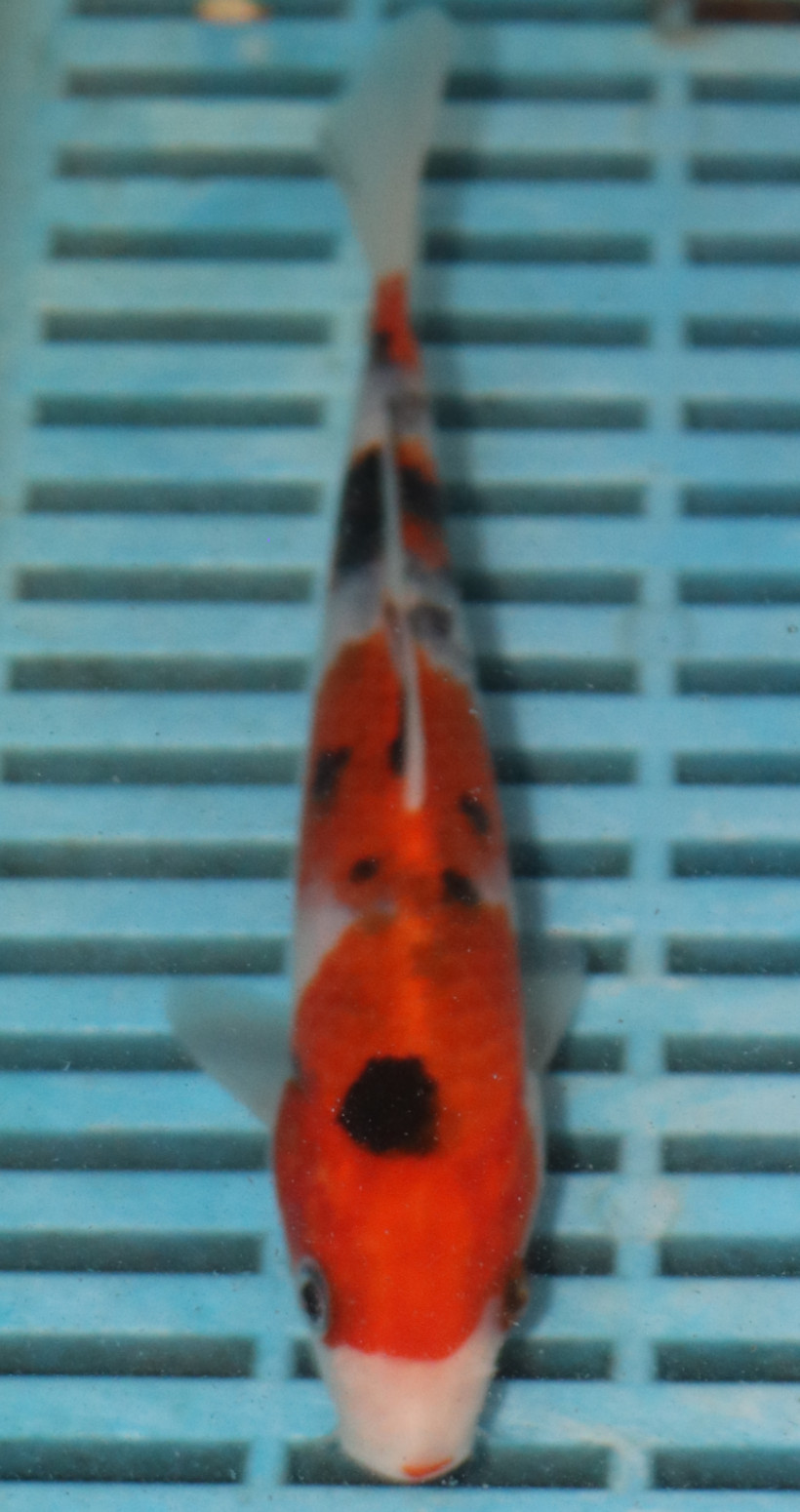 6-7'' Hand Selected Koi Carp (LR479)