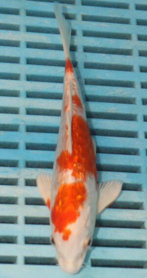 6-7'' Hand Selected Koi Carp (LR480)