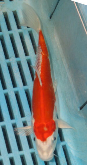 7-8'' Hand Selected Koi Carp (LR503)