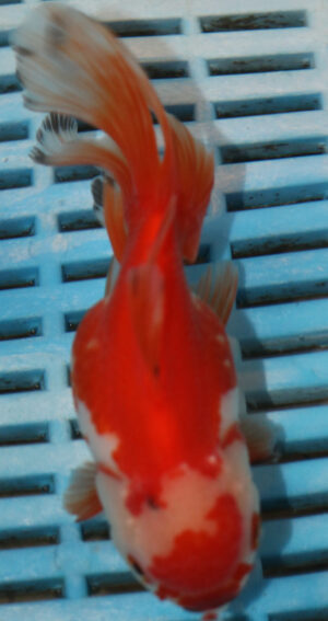 High Quality Oranda 11-13cm (BL405)