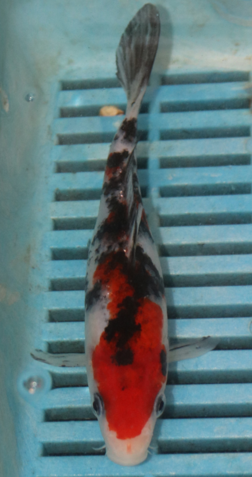6-7'' Hand Selected Koi Carp (LR481)