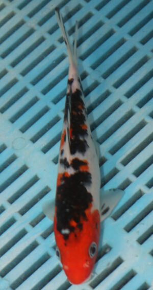 7-8'' Hand Selected Koi Carp (LR504)