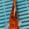 6-7'' Hand Selected Koi Carp (LR482)