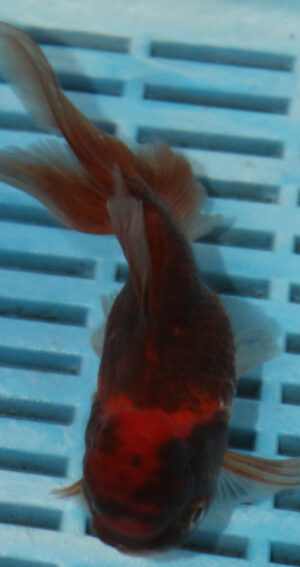 High Quality Oranda 11-13cm (BL406) 