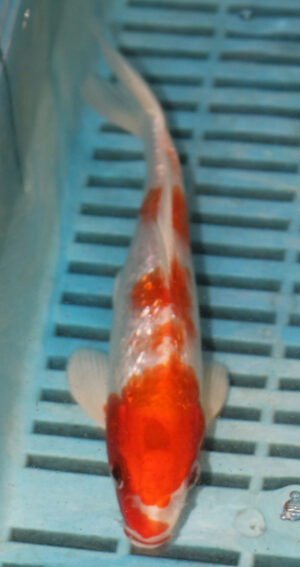 7-8'' Hand Selected Koi Carp (LR505)