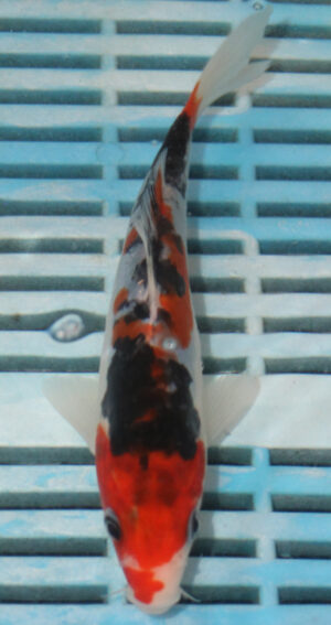 6-7'' Hand Selected Koi Carp (LR483)