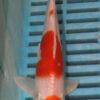 6-7'' Hand Selected Koi Carp (LR484)