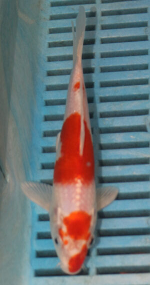 6-7'' Hand Selected Koi Carp (LR484)