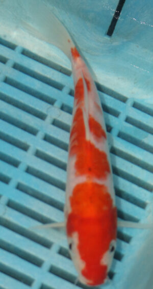 7-8'' Hand Selected Koi Carp (LR507)