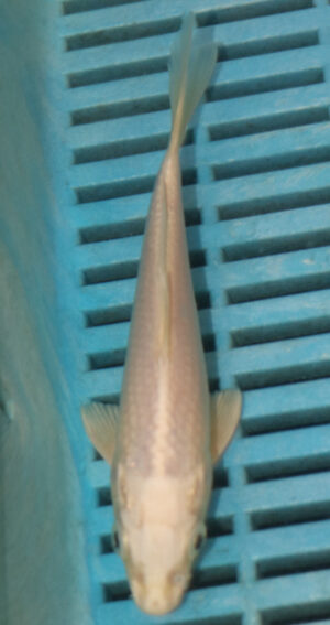 5-6'' Hand Selected Koi Carp (LR458)