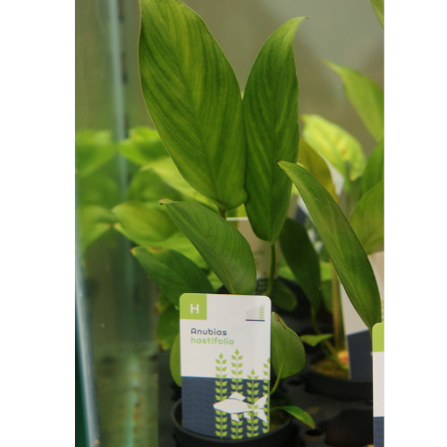 Anubias Hastifolia (Pot)