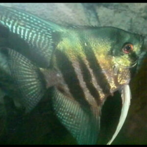 Green Zebra Angelfish