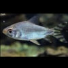 Plain Body Prochilodus