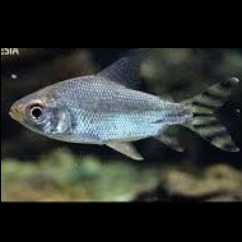 Plain Body Prochilodus