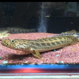 Polypterus Ansorgii 6-8cm