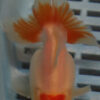High Quality Telescopic Eye fantail 11-13cm (RR16)