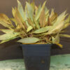 Jumbo Mother Plant cryptocryne petchii pink 