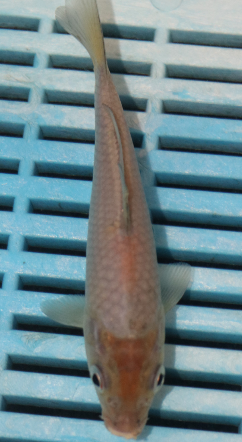 5-6'' Hand Selected Koi Carp (KK11)