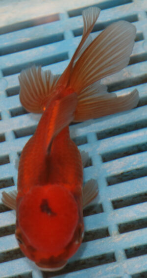 High Quality Oranda 11-13cm (BL500)