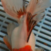 High Quality Oranda 15-17cm (BL510)   