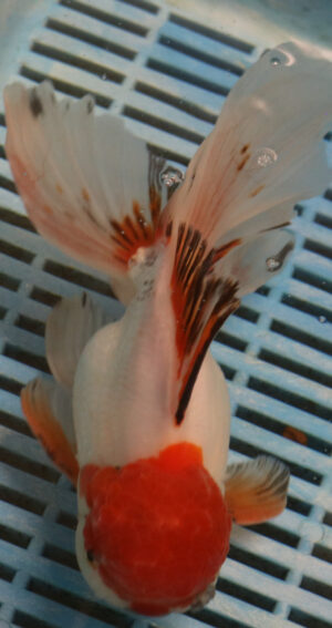 High Quality Oranda 15-17cm (BL510)   