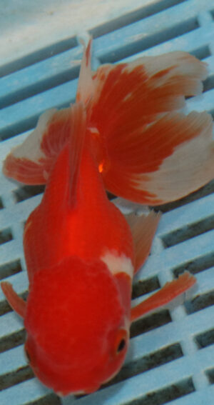 High Quality Oranda 13-15cm (BL529)    