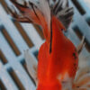 High Quality Telescopic Eye Fantail 11-13cm (RR27)