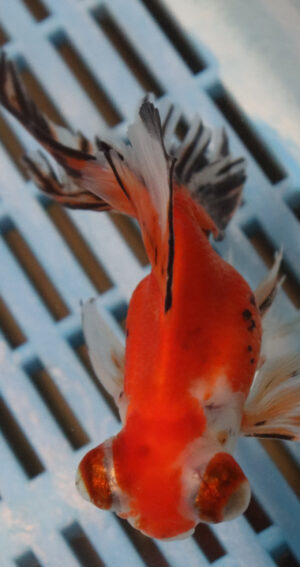 High Quality Telescopic Eye Fantail 11-13cm (RR27)